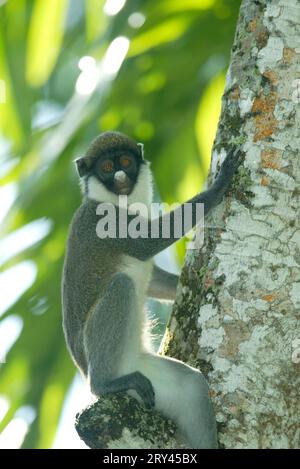 Singe à nez blanc, Kleine Weissnasenmeerkatze, Guénon à nez blanc (Cercopithecus petaurista) Banque D'Images