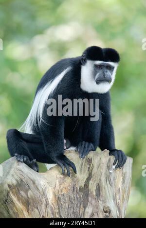 Singe noir et blanc angolais (colobus), mâle, colobus angolensis angola, guereza angola Banque D'Images