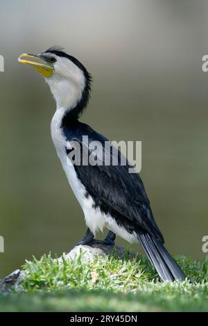 Pied Cormorant, latéral, latéral, latéral, Australie, Cormoran bouclé (Phalacrocorax melanoleucos), Australie Banque D'Images