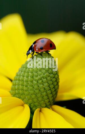 Coccinella septempunctata, Europe, autres animaux, insectes, coccinelle, coccinelle, Allemagne, Allemagne Banque D'Images