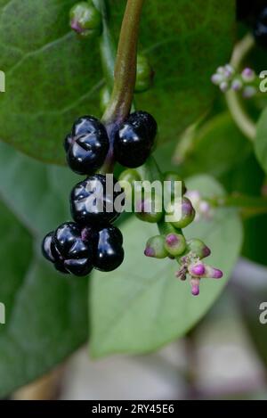 Malabar épinards (Basella rubra), Malabarspinat, Fruechte, Pflanzen, plantes, Basellgewaechse, Basellaceae, schwarz, noir, Hochformat Banque D'Images