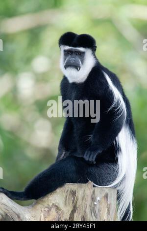 Singe noir et blanc angolais (colobus), colobus angolais (Colobus angolensis) Banque D'Images