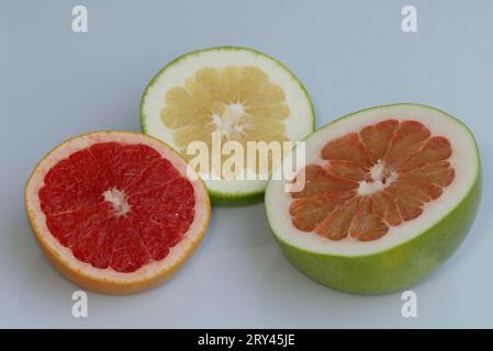 Pamplemousses (Citrus x paradisi), Pampelmusen, Rautengewaechse, Rutaceae, Zitrusfruechte, agrumes (Citrus maxima), Frucht, Freisteller, coupés Banque D'Images