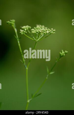 Persil (Ombellifères) (Petroselinum crispum), Glatte Petersilie, Gewuerzpflanzen, herbes en pot, plantes, Heilkraeuter, herbes médicinales, Doldengewaechse Banque D'Images