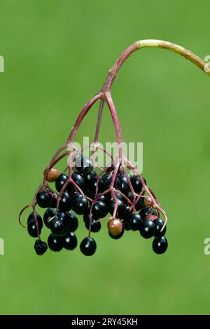 Sureau, Allemagne, sureau noir, Europe, plantes, famille du chèvrefeuille, Caprifoliaceae, vertical, fruit, baie Banque D'Images