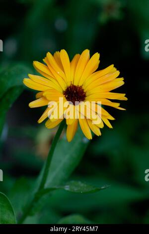 Jardin Marigold (Calendula officinalis), Gemeine Ringelblume, Blumen, fleurs, Gartenpflanzen, plantes de jardin, Heilkraeuter, herbes médicinales Banque D'Images