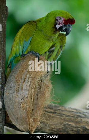 Macaw militaire (Ara militaris), Kleiner Soldatenara / Banque D'Images