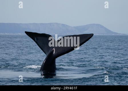 Aileron arrière de la baleine noire méridionale (Eubalaena australis), Afrique du Sud (Balaena glacialis australis), Fluke Banque D'Images