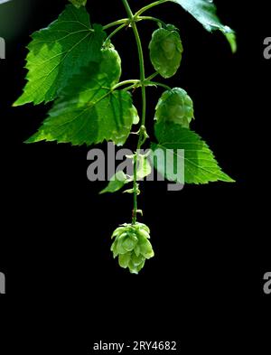 Fleurs femelles de houblon commun (Humulus lupulus) Banque D'Images