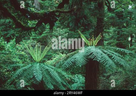 Forêt tropicale tempérée, parc national de te Urewera, Nouvelle-Zélande Banque D'Images