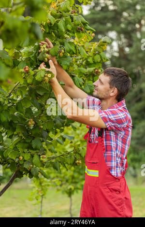 Man Farmer Plucks recueille les noisettes mûres des rangées de noisetiers caduques dans le jardin. Cultiver des fruits crus de noix sur le champ de plantation. Récoltez le temps de la ferme d'automne. Aliments naturels sains, produits écologiques Banque D'Images