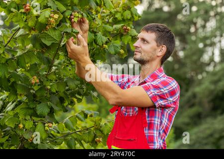 Caucasien homme fermier Plucks recueille les noisettes mûres des rangées d'arbres noisetiers caduques dans le jardin. Jardinier agronome cultivant des fruits crus de noix sur le champ de plantation. Temps de récolte de la ferme. Nourriture naturelle saine Banque D'Images