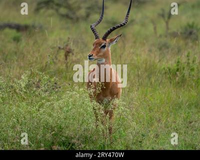 Impala mâle dans le parc national de Nairobi, Kenya Banque D'Images