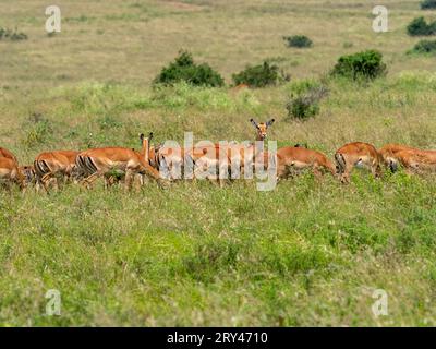 Troupeau d'impalas dans le parc national de Nairobi au Kenya Banque D'Images