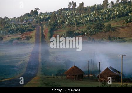 Plantation de bananes, Awasa, Highlands, Ethiopie Banque D'Images