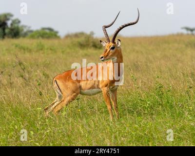 Impala mâle dans le parc national de Nairobi, Kenya Banque D'Images