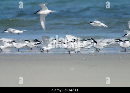 Sterne à bec de mouette (gelochelidon nilotica), Marsh Tern Banque D'Images