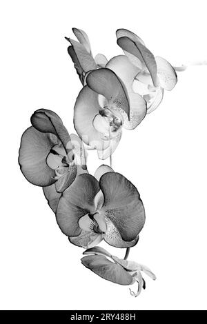 Une photo abstraite en noir et blanc d'orchidées sur un fond blanc pur. Banque D'Images