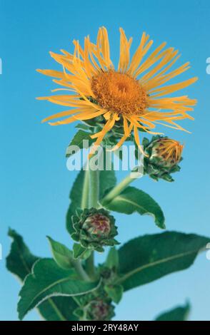 Elecampane (Inula helenium), fleurs, plantes, herbes médicinales, plantes composites (Asteraceae), plantes à fleurs en forme de tête, format vertical, jaune Banque D'Images