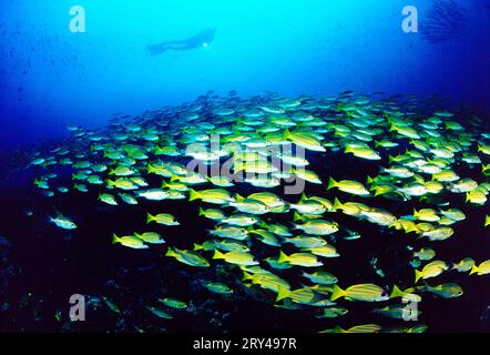 Le vivaneau à cinq lignes (Lutjanus quinquelineatus), Fuenfstreifenschnapper, Fuenfstreifenschnapper, Andere Tiere, autres animaux, Fische, poisson Banque D'Images