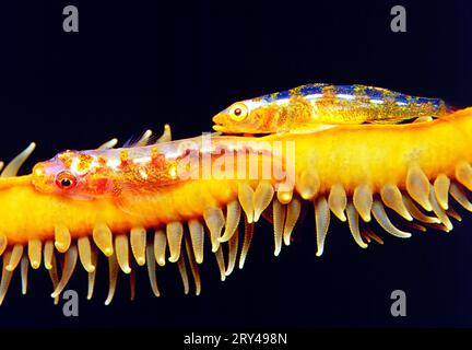 Goby corail fouet, goby nain corail whip (Bryaninops yongei) Banque D'Images