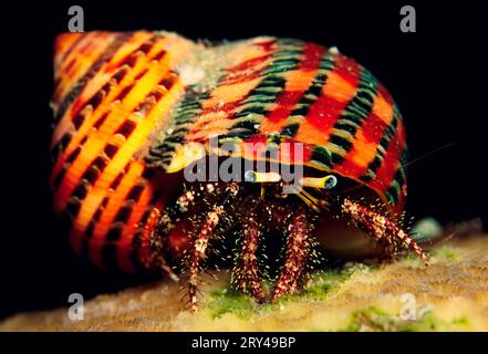 Hermite aux yeux noirs Hermite Hermite rouge (Dardanus lagopodes), Andere Tiere, autres animaux, Krebse, crustacé, Unterwasser, sous l'eau, Salzwasser Banque D'Images