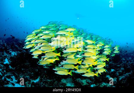 Le vivaneau à cinq lignes (Lutjanus quinquelineatus), Fuenfstreifenschnapper, Fuenfstreifenschnapper, Andere Tiere, autres animaux, Fische, poisson Banque D'Images