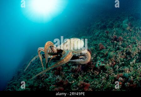 Poulpe commune d'Europe, méditerranéenne (Octopus vulgaris), mollusques Banque D'Images