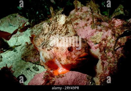 Sucker (Cyclopterus lumpus), lièvre de mer autres animaux, autres animaux, poissons (poissons) sous-marin, sous-marin, mer, eau salée, eau salée, Nordsee Banque D'Images