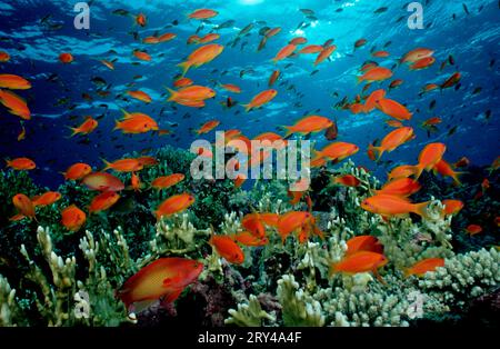 Lyretail Anthias (Pseudanthias squamipinnis) Banque D'Images