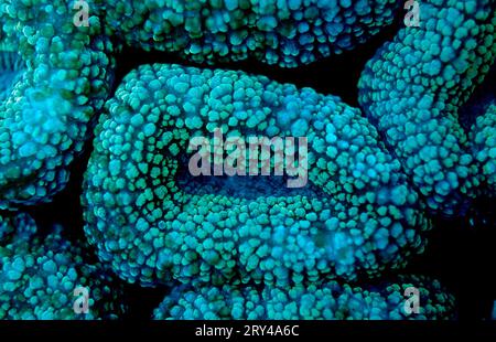 Corail en pierre fluorescente, parc national de Komodo, Indonésie Banque D'Images