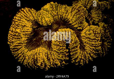 Corail en pierre fluorescente, parc national de Komodo, Indonésie Banque D'Images