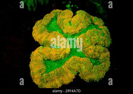 Corail en pierre fluorescente, parc national de Komodo, Indonésie Banque D'Images