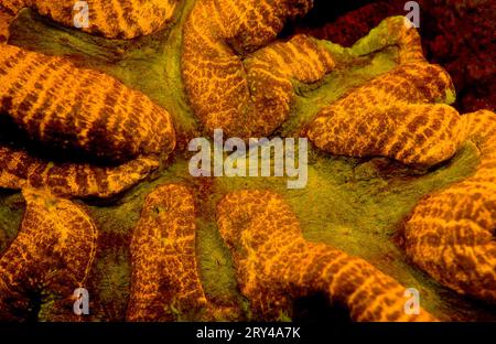 Corail en pierre fluorescente, parc national de Komodo, Indonésie Banque D'Images