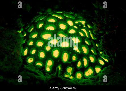 Corail en pierre fluorescente, parc national de Komodo, Indonésie Banque D'Images