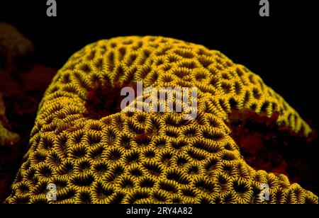 Corail en pierre fluorescente, parc national de Komodo, Indonésie Banque D'Images
