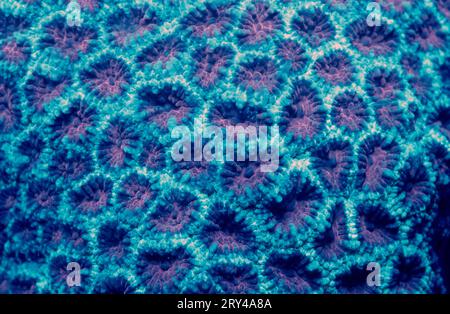 Corail en pierre fluorescente, parc national de Komodo, Indonésie Banque D'Images