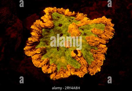 Corail en pierre fluorescente, parc national de Komodo, Indonésie Banque D'Images
