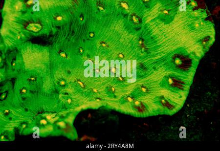 Corail en pierre fluorescente, parc national de Komodo, Indonésie Banque D'Images