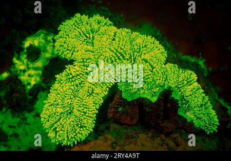 Corail en pierre fluorescente, parc national de Komodo, Indonésie Banque D'Images