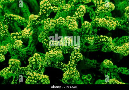Corail en pierre fluorescente, parc national de Komodo, Indonésie Banque D'Images