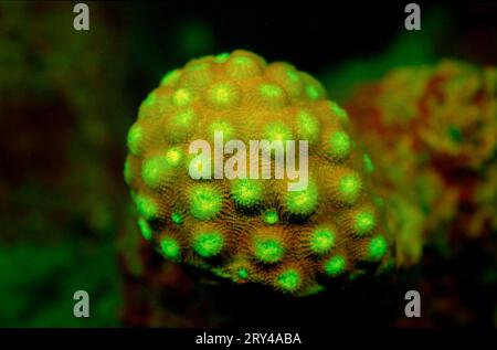 Corail en pierre fluorescente, parc national de Komodo, Indonésie Banque D'Images