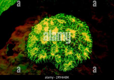 Corail en pierre fluorescente, parc national de Komodo, Indonésie Banque D'Images