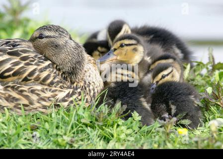 Colverts (Anas platyrhynchos), femelle avec canetons Banque D'Images