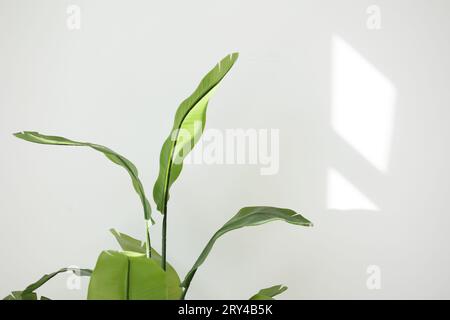 Gros plan de grandes feuilles tropicales vertes de Strelitzia reginae plante d'intérieur, oiseau du feuillage du paradis isolé sur fond de mur blanc avec des lumières du soleil de la fenêtre. Jardinage à domicile. Copier l'espace pour le texte Banque D'Images
