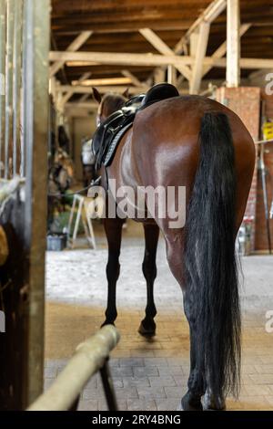 Vue arrière cheval de baie pur-sang dans une ferme rurale ou une écurie de ranch. Intérieur du stand d'entraînement de l'école de cheval avec étalon brun prêt à aller préparé Banque D'Images