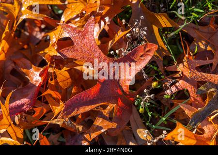 Feuilles de chêne d'automne couvertes de rosée humide, tombées sur l'herbe verte et éclairées par le soleil à Vancouver, Canada Banque D'Images