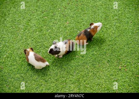 Mignon souris hollandaise sur la pelouse dans un zoo Banque D'Images