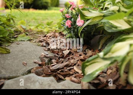 Fleurs paillées avec des copeaux d'écorce dans le jardin, gros plan Banque D'Images