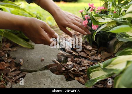 Femme paillis de fleurs avec des copeaux d'écorce dans le jardin, closeup Banque D'Images